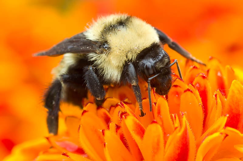 Bumblebee on orange flower